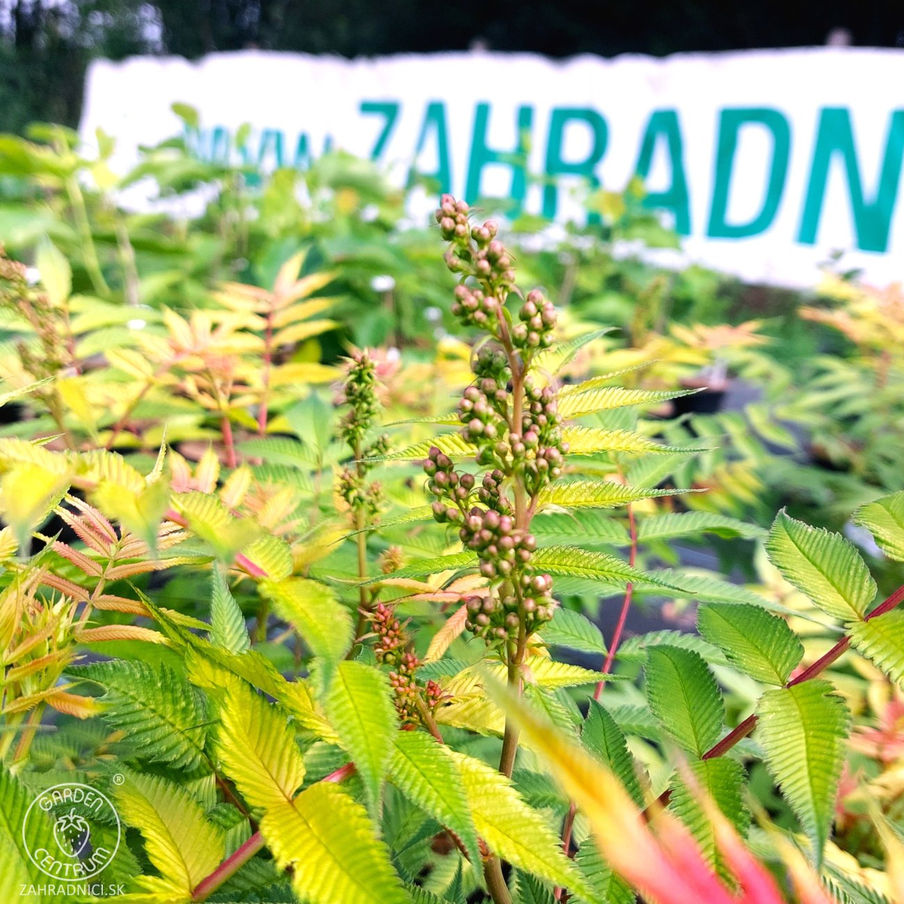 Obrázok Tavoľníkovec jarabinolistý (Sorbaria sorbifolia) ´SEM®´ - výška 20-30 cm, kont. C3L